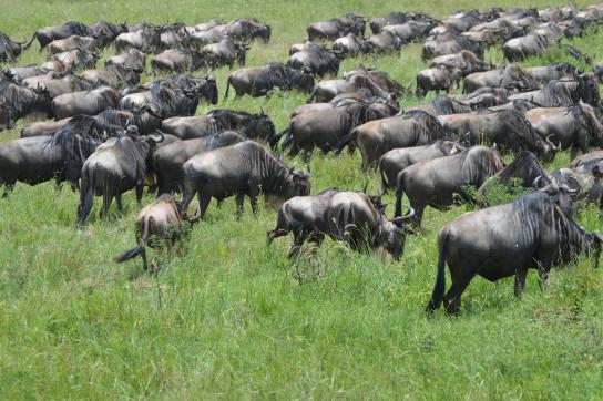 Kenia und Tansania Camping Safari Tour: Ein absolutes Highlight ist die Great Migration im Serengeti National Park (Tansania): Gnu Herde auf Wanderung