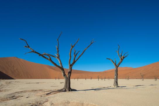 Namibia Erlebnisreise: Abgestorbene Bäume im Sossusvlei in der Namib Wüste