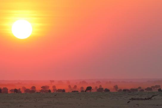 Sonnenuntergang / Sunset über dem Chobe Nationalpark Botswana mit einer Büffelherde