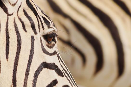 Zebrauage eines Zebras, gesehen im Etosha Nationalpark