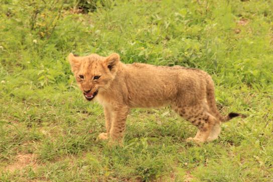 Löwen Junges im Krüger Nationalpark / Südafrika