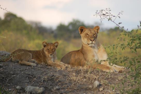 Löwen im Chobe Nationalpark Botswana / Afrika