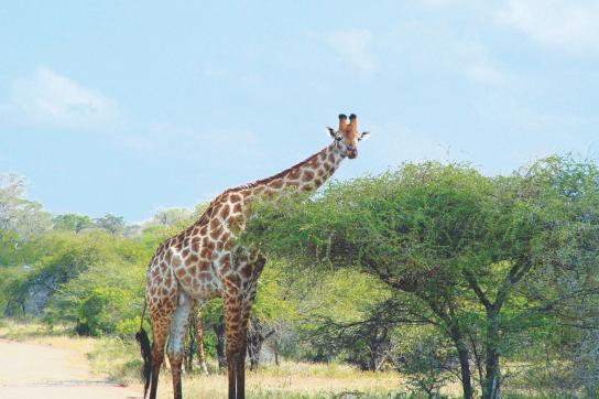 Giraffe bei einer Erlebnisreise durch Botswana