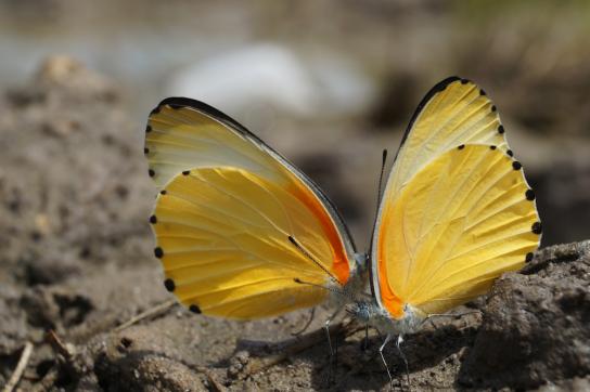 Schmetterling im Caprivi Streifen Namibai