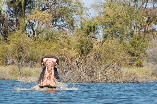 Bootsfahrt auf dem Chobe Fluss mit Hippo