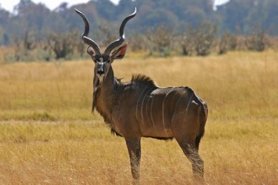 Kudu im Etosha Nationalpark