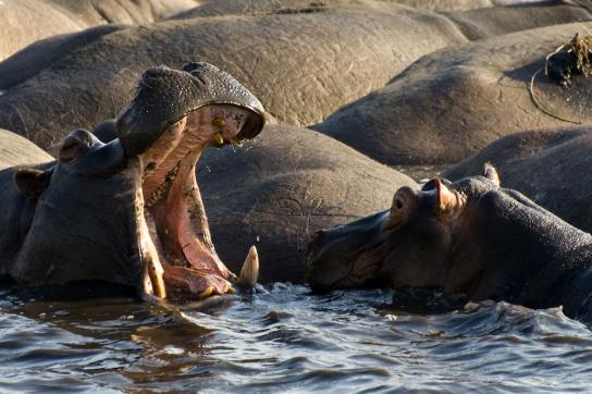 Hippos am Okavango Fluss