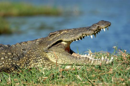 Krokodil am Okavango Fluss