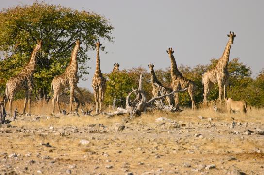 Giraffe im Etosha Nationalpark
