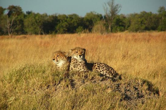 Geparden im Etosha National Park Namibia