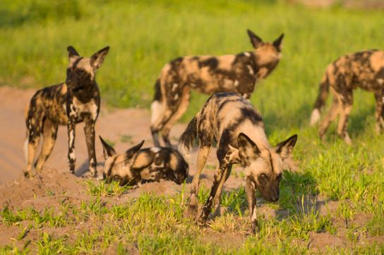 Wildhunde im Savuti Gebiet während der Safari mit Lodge Übernachtung in Botswana