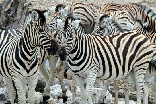 Zebras im Etosha Nationalaprk