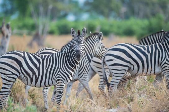 Safari Tour durch Botswana: Zebras im Moremi Game Reserve