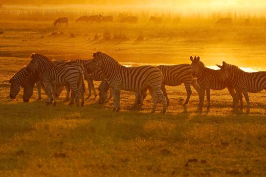 Zebras beim Sonneuntergang in der Dämmerung im unvergleichlichen Chobe National PArk