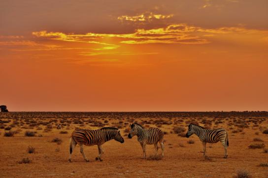 Zebras im Sonnenuntergan im Etosha Nationalpark während einer Namibia Reise