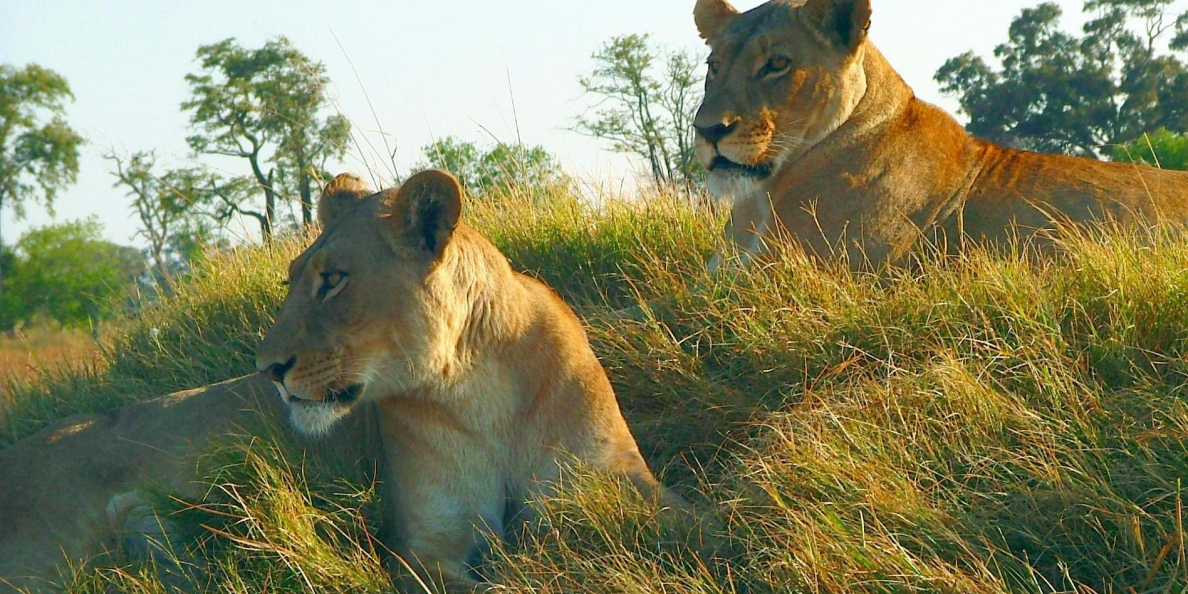 Abenteuerreisen: Afrika auf einer Abenteuerreise entdecken und unter anderem eine Safari Tour durch einen der vielen Nationalparks und Löwen in der Savanne entdecken