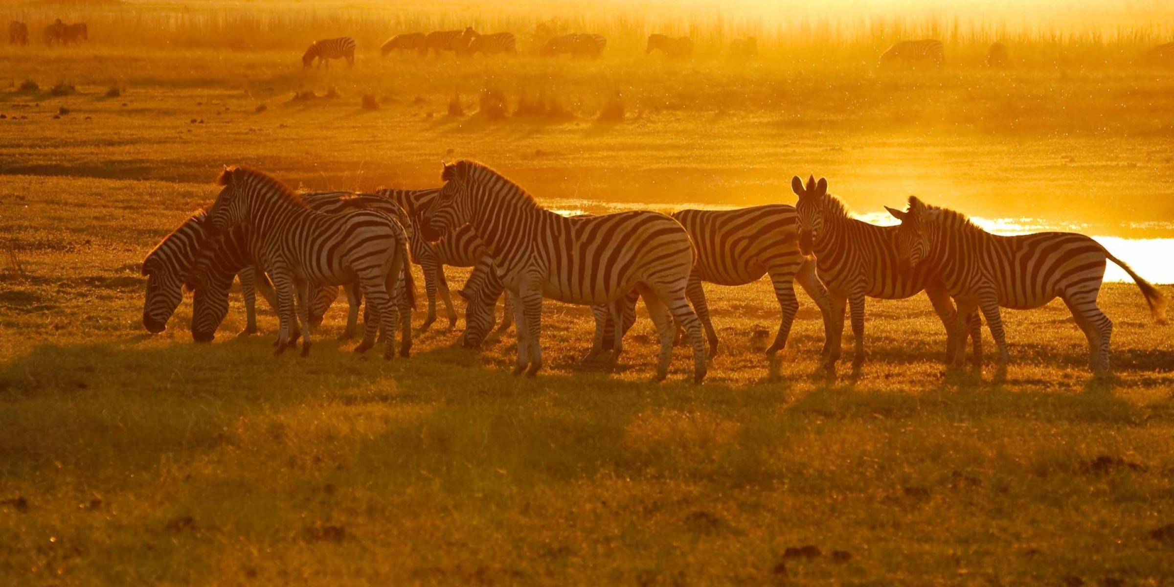 Afrika Reisen: Afrika auf einer unvergesslichen Reise entdecken. Zebras in der Serengeti bei Sonneuntergang liver erleben
