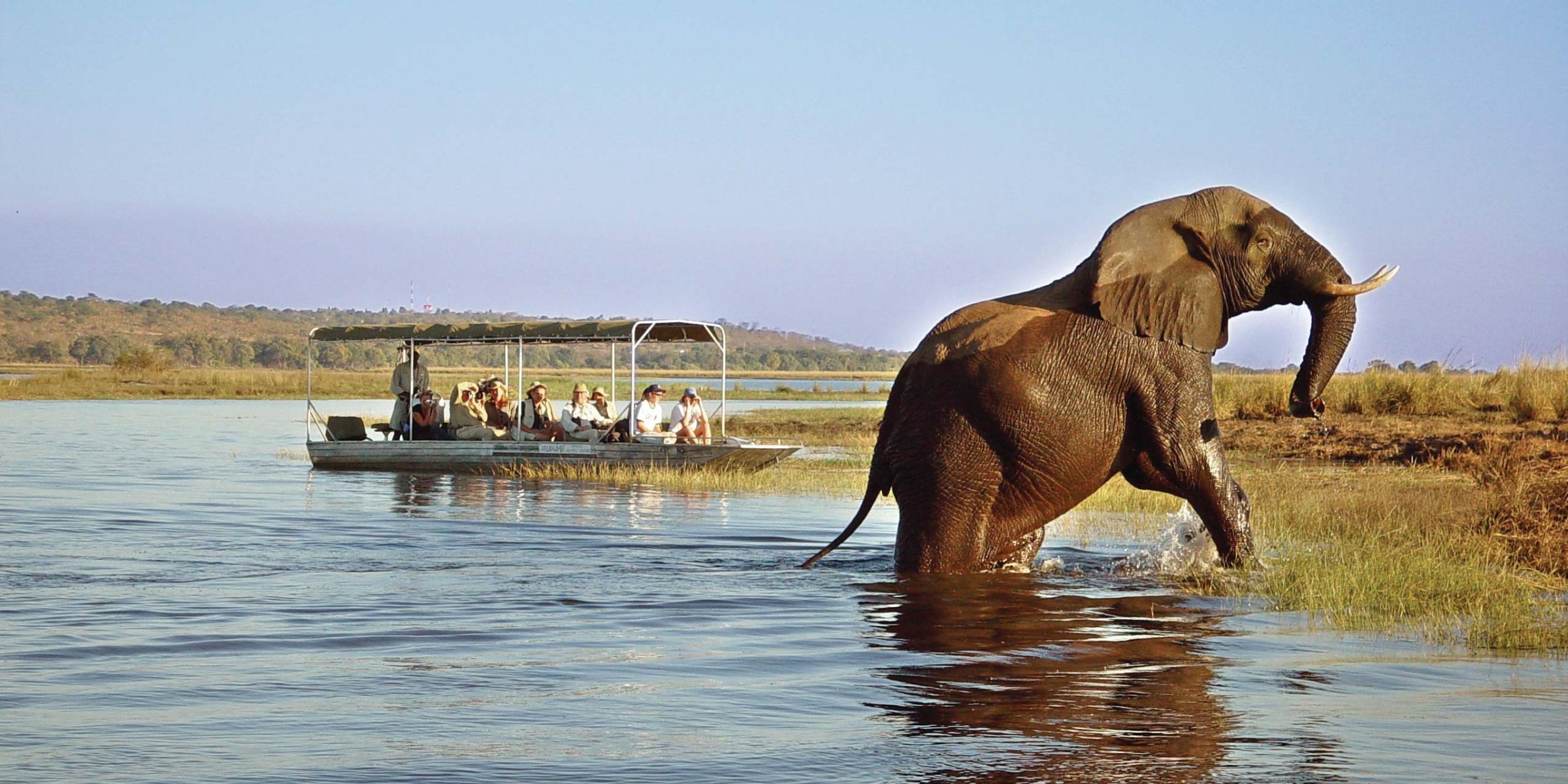Bootsfahrt auf dem Chobe River - Badender Elefant im Wasser