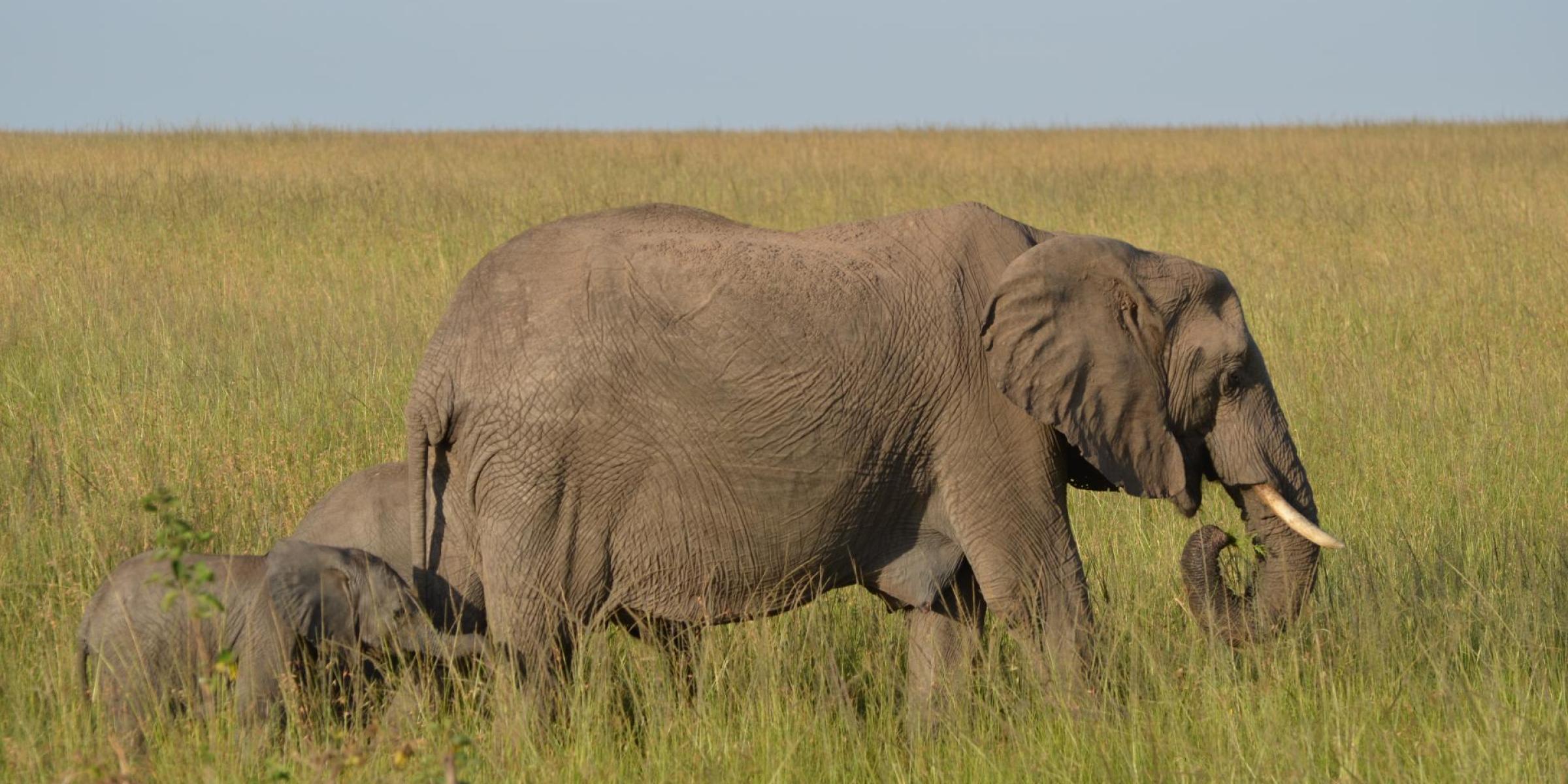 Safari in der Serengeti: Tansania &amp; Kenia - Elefantenmutter in der Savannae mit Babyelefant im Schlepptau