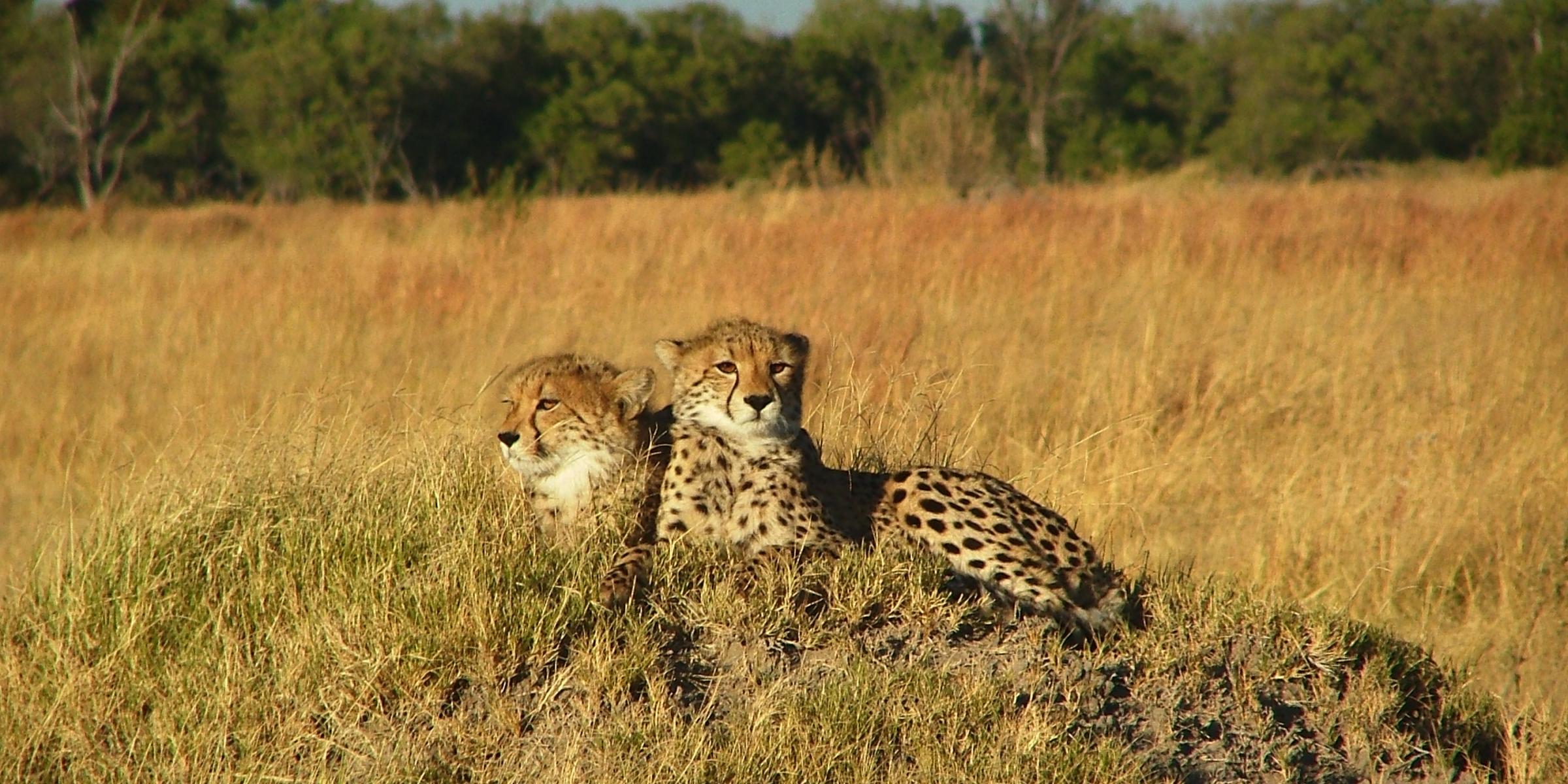 Geparden Pärchen in der Savanne Botswanas: Die schnellsten Tire der Welt entspannen. Entdeckt während der Great Trek - Northbound Adventure Safari