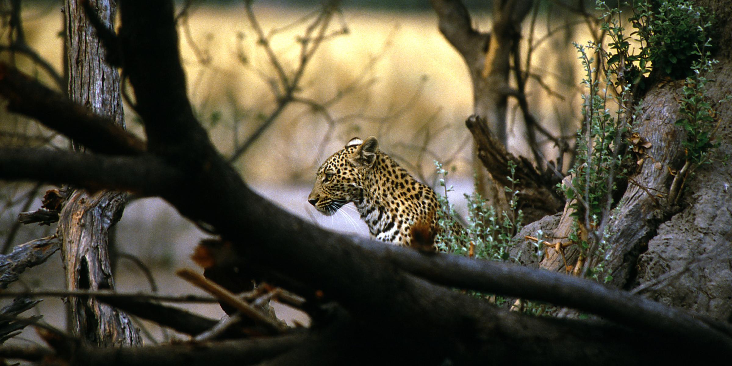 Leopard in Botswana während der geführten Camping Safari ab Victoria Falls bis Kapstadt