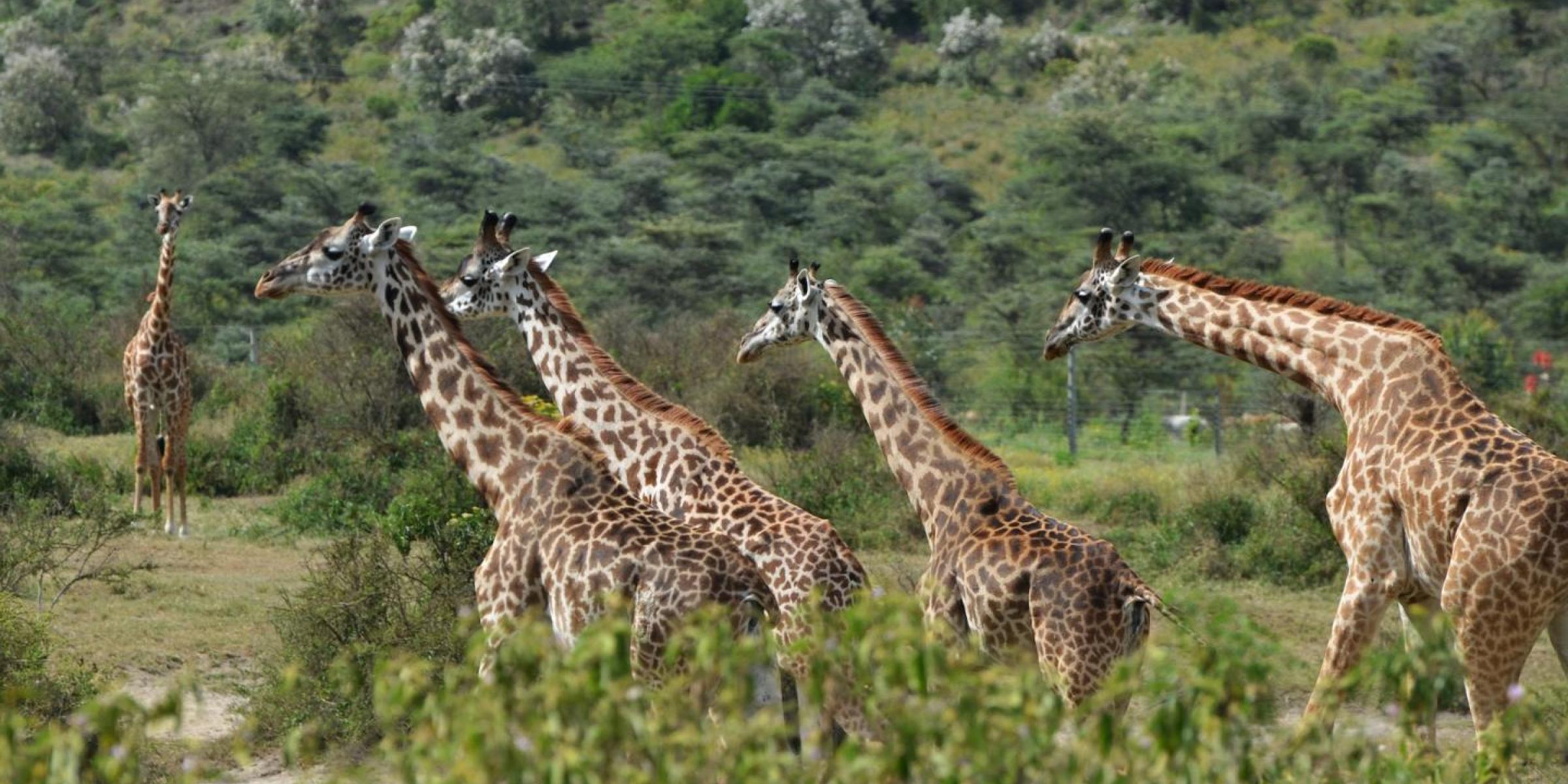 Reisearten, Reisenthemen  und Reisetypen auf Global-Adventures: Sehr beliebt sind Safaris um Giraffen und andere Tiere zu beobachtenÜberblick über Reisearten, Reisethemen und Reisetypen