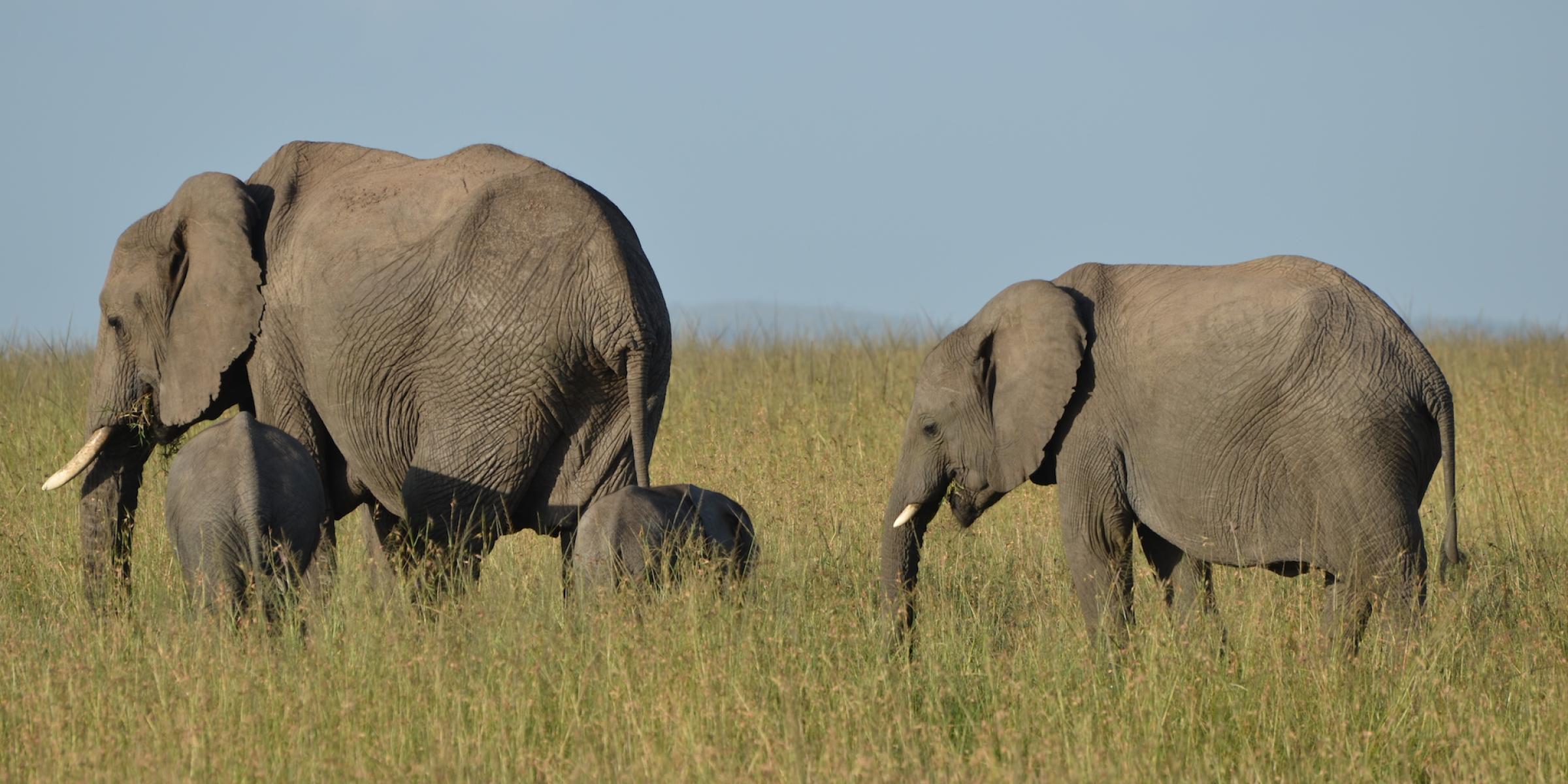 Tansania Reisen: Erleben Sie die Elefenten in der Serengeti während Ihrer Tansania Reise